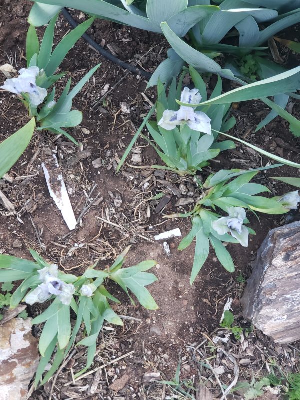 iris forever blue