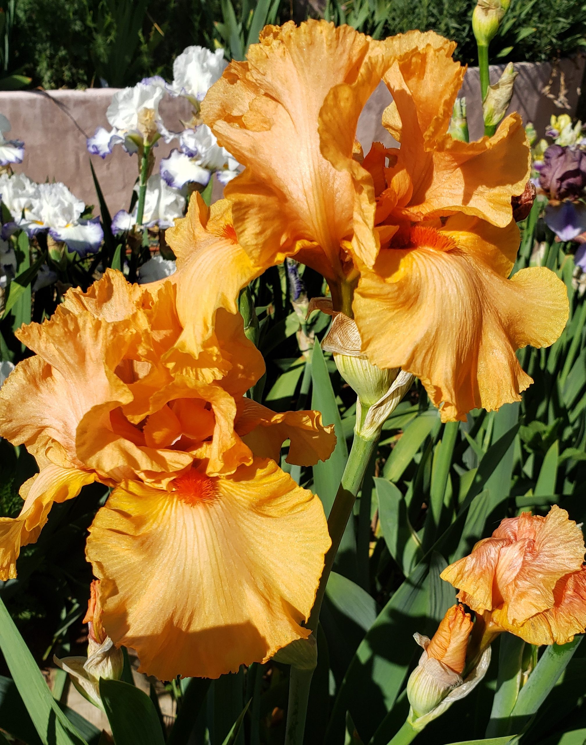 Iris pallida 'Variegata Aurea